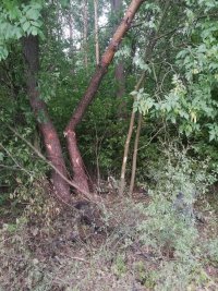 złamane drzewo w które uderzył pojazd